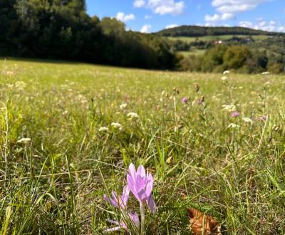 Eladó Mezőgazdasági és erdei telkek, Mezőgazdasági és erdei telkek, Ba