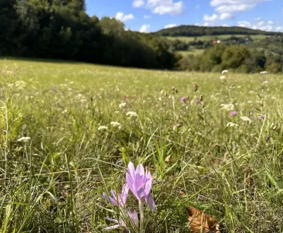 Eladó Mezőgazdasági és erdei telkek, Banská Bystrica, Szlovákia