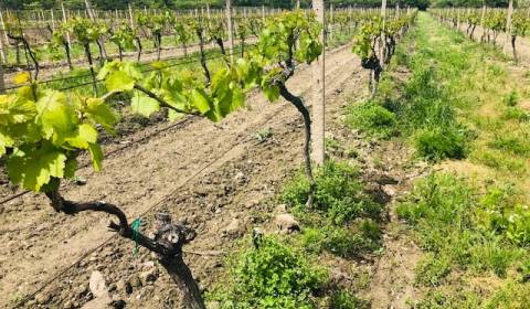 Családi ház, Pezinská, eladó, Bratislava - Nové Mesto, Szlovákia
