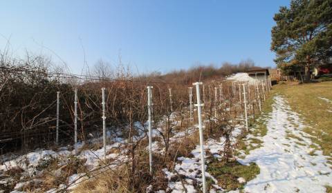 Eladó Szőlőstelkek, Szőlőstelkek, Zlaté Moravce, Szlovákia