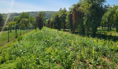 Eladó Építési telek, Építési telek, Neusiedl am See, Ausztria