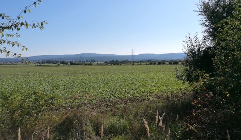 Eladó Mezőgazdasági és erdei telkek, Mezőgazdasági és erdei telkek, Ma