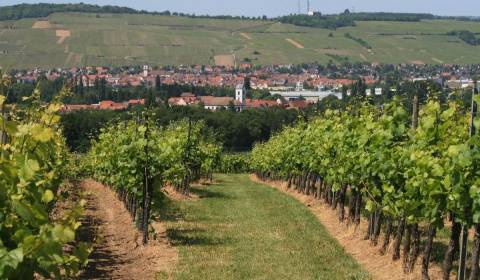 Eladó Kertek, Kertek, Ružová dolina, Trnava, Szlovákia