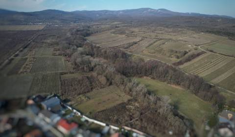 Eladó Szőlőstelkek, Szőlőstelkek, Pezinok, Szlovákia