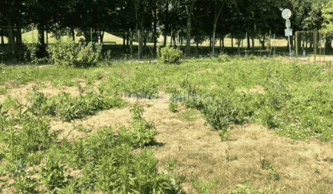 Eladó Építési telek, Építési telek, Bernolákova, Nové Zámky, Szlovákia