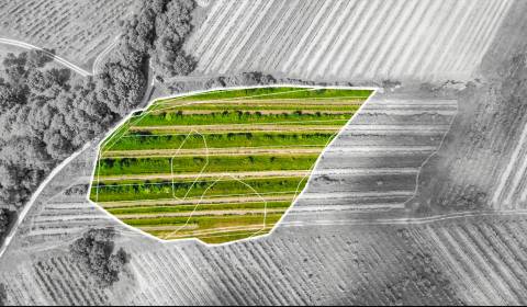 Eladó Szőlőstelkek, Szőlőstelkek, Pezinok, Szlovákia