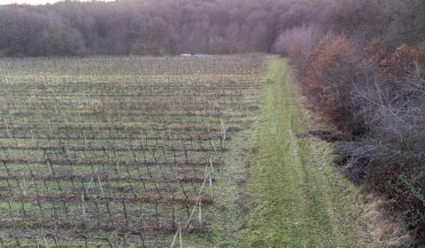 Eladó Mezőgazdasági és erdei telkek, Mezőgazdasági és erdei telkek, No