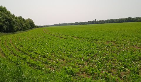 Eladó Mezőgazdasági és erdei telkek, Mezőgazdasági és erdei telkek, Tr