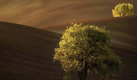 Eladó Mezőgazdasági és erdei telkek, Mezőgazdasági és erdei telkek, Hu