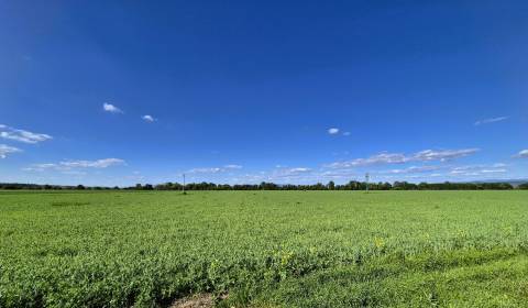 Eladó Mezőgazdasági és erdei telkek, Mezőgazdasági és erdei telkek, To