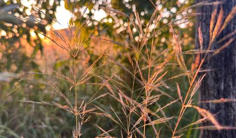 Eladó Mezőgazdasági és erdei telkek, Mezőgazdasági és erdei telkek, Bá