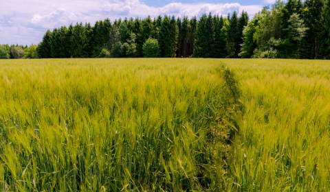 Eladó Mezőgazdasági és erdei telkek, Mezőgazdasági és erdei telkek, Hu
