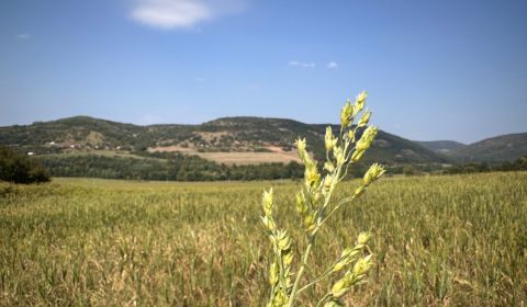 Eladó Mezőgazdasági és erdei telkek, Mezőgazdasági és erdei telkek, Le