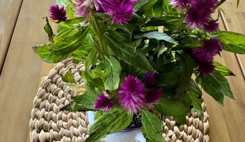 Eladó Családi ház, Családi ház, Dolné Orešany, Trnava, Szlovákia