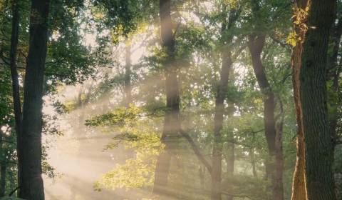 Eladó Mezőgazdasági és erdei telkek, Mezőgazdasági és erdei telkek, Ru