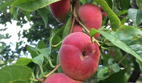 Eladó Kertek, Kertek, Nitra, Szlovákia