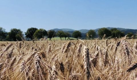 Eladó Mezőgazdasági és erdei telkek, Mezőgazdasági és erdei telkek, Ba