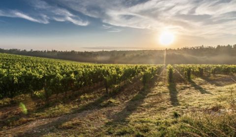 Eladó Mezőgazdasági és erdei telkek, Mezőgazdasági és erdei telkek, Le