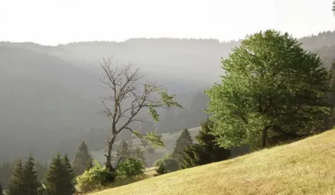 Eladó Mezőgazdasági és erdei telkek, Veľký Krtíš, Szlovákia