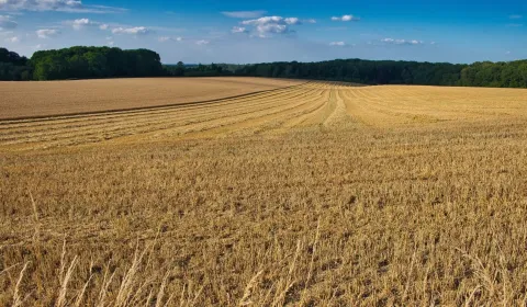 Eladó Mezőgazdasági és erdei telkek, Detva, Szlovákia