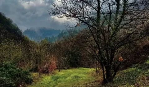 Eladó Mezőgazdasági és erdei telkek, Humenné, Szlovákia