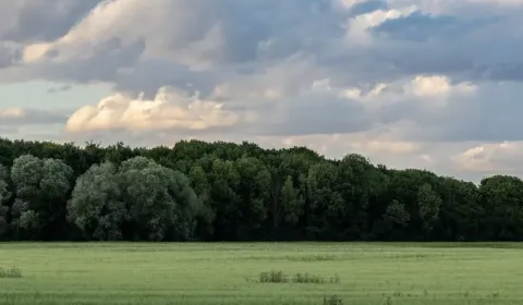 Eladó Mezőgazdasági és erdei telkek, Medzilaborce, Szlovákia