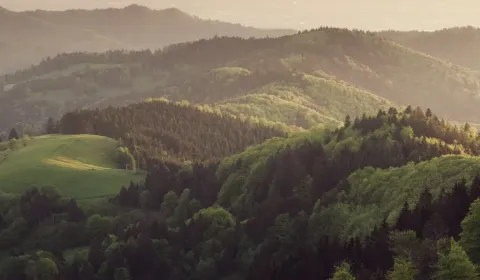 Eladó Mezőgazdasági és erdei telkek, Humenné, Szlovákia