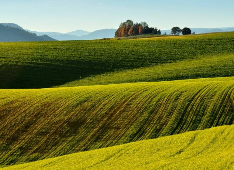 Ladomirovában található mezőgazdasági és erdőterületek változatos zölddel és fákkal a horizonton.