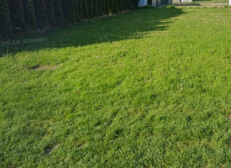 Lakóövezeti füves telek Kittseeben, szélén fenyőfákkal.