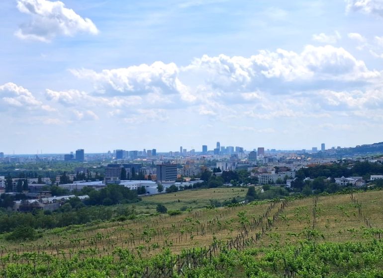 Szőlőskertek a Pozsonyi - Récsei Madárútban, panorámás kilátással a városra.