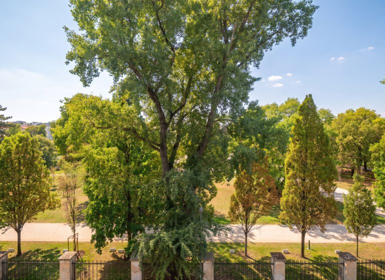 Fák és út a parkban, kilátás egy kétszobás lakásból Pozsonyban - Óvárosban a Besztercebányai utcán.