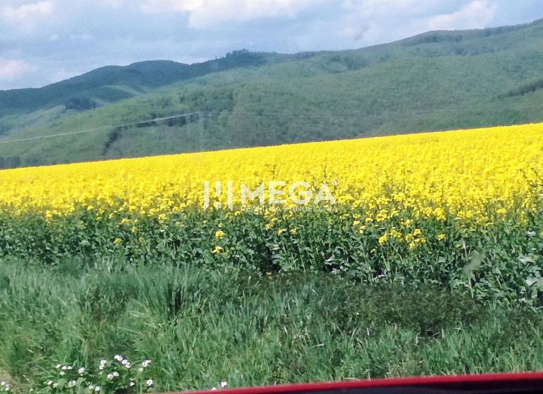 Virágzó mező mezőgazdasági és erdészeti területeken Kamenica nad Cirochou-ban, dombos horizonttal.