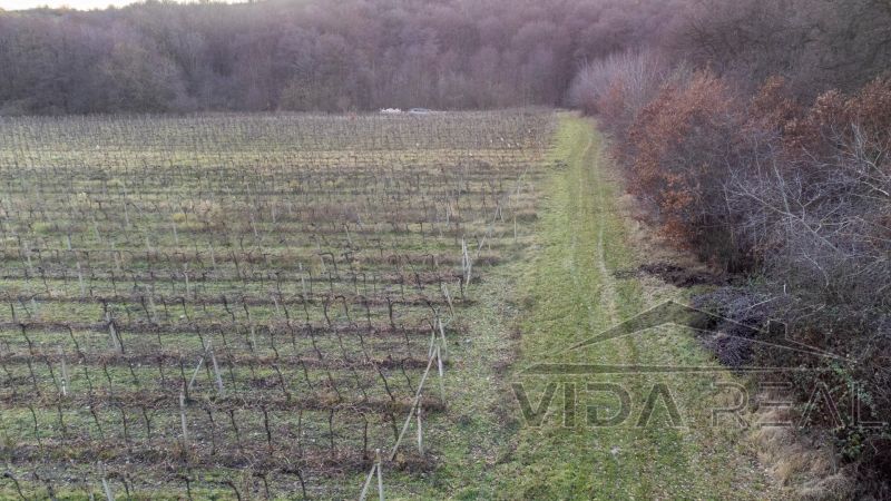 Szőlőültetvények mezőgazdasági és erdőterületeken Dubován, a Novosadská utcán, erdővel körülvéve.
