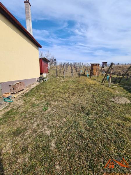 Záhrada pri chate zahŕňa vinohrad s drevenými konštrukciami, zelený trávnik a modrú oblohu.