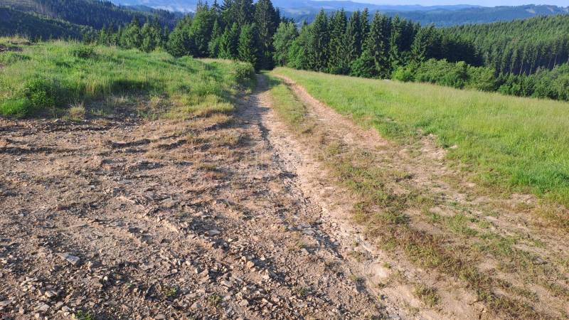 Köves út vezet a réten keresztül Olešnában, lakóövezeti telkek erdőkre néző kilátással.
