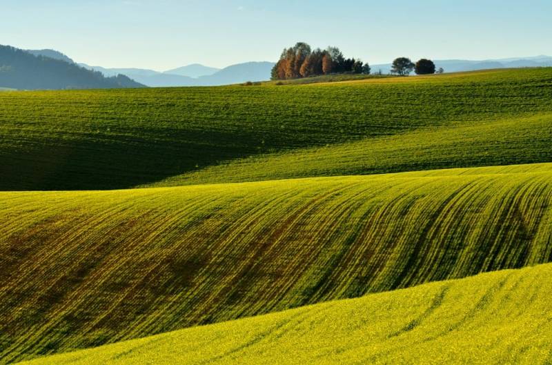 Ladomirovában található mezőgazdasági és erdőterületek változatos zölddel és fákkal a horizonton.