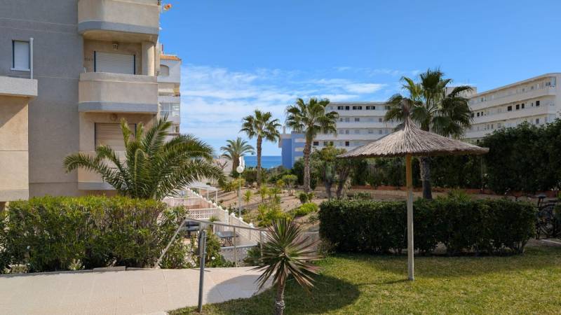 Stúdiólakás Torreviejában az Aquiles utcában, kilátással a pálmafákra a tenger mellett.