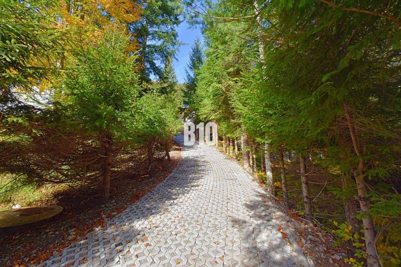 Az erdei út, amely a terchovai kunyhóhoz vezet, sűrű tűlevelű fákkal szegélyezett.