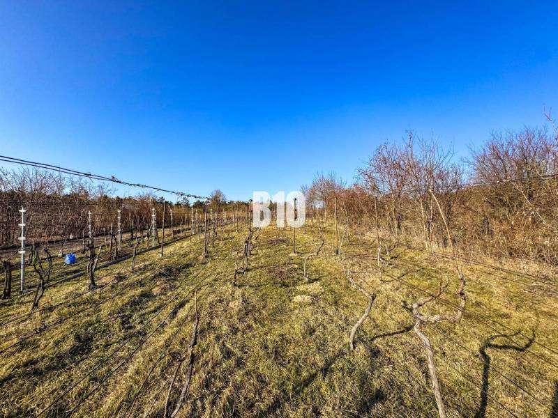 Szőlőültetvények a Nyitrai Kertekben, tiszta kék ég alatt, szőlősorokkal.