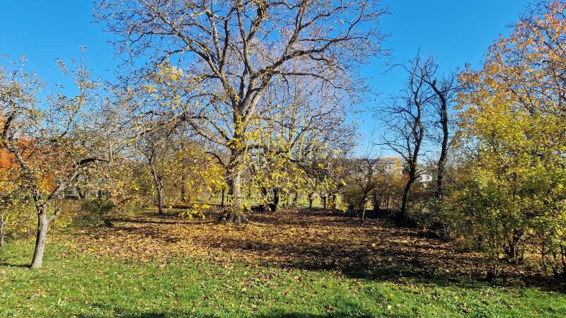 Fák és lombok a családi ház kertjében a Kör utca Zemplínska Teplica.