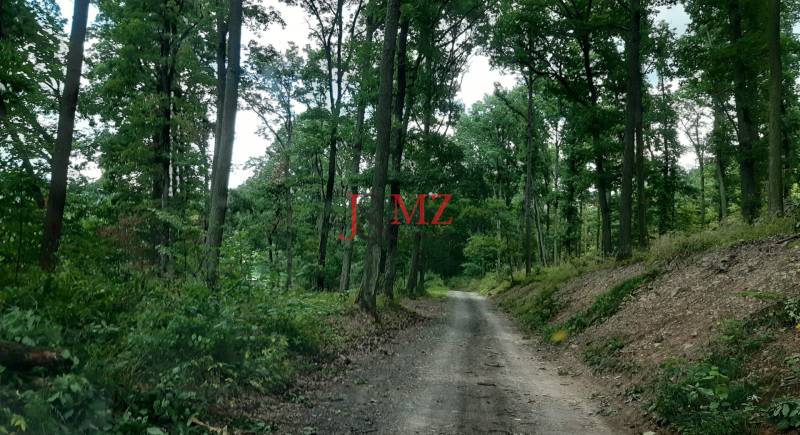 Erdészeti út a Rekreačné pozemkoch területén a Horné Jabloňovce utcában, Jabloňovce, fákkal körülvéve.