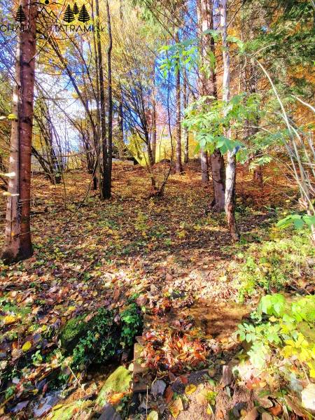 Őszi erdei kilátás a Bystrá melletti Tále környékén.