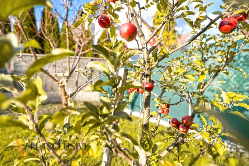 Vörös gyümölcsű almafa egy családi ház kertjében Dunaszerdahelyen.