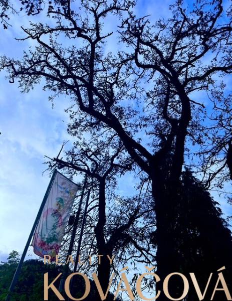 Milan Rastislav Štefánik fája Trencsénben; igazolt irodai minőség címke.