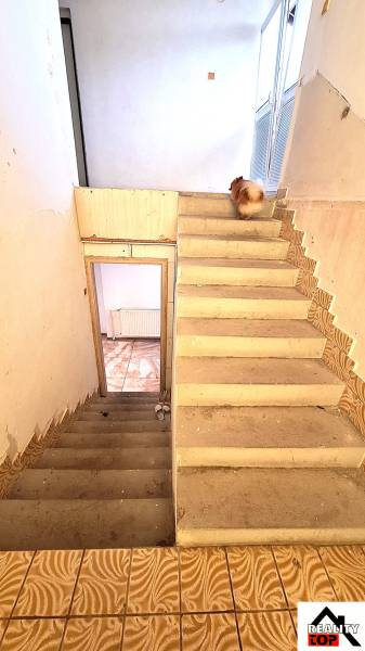 Családi ház lépcsője, a lépcső tetején egy kutya. A stílusos csempe kiegészíti a falakat.