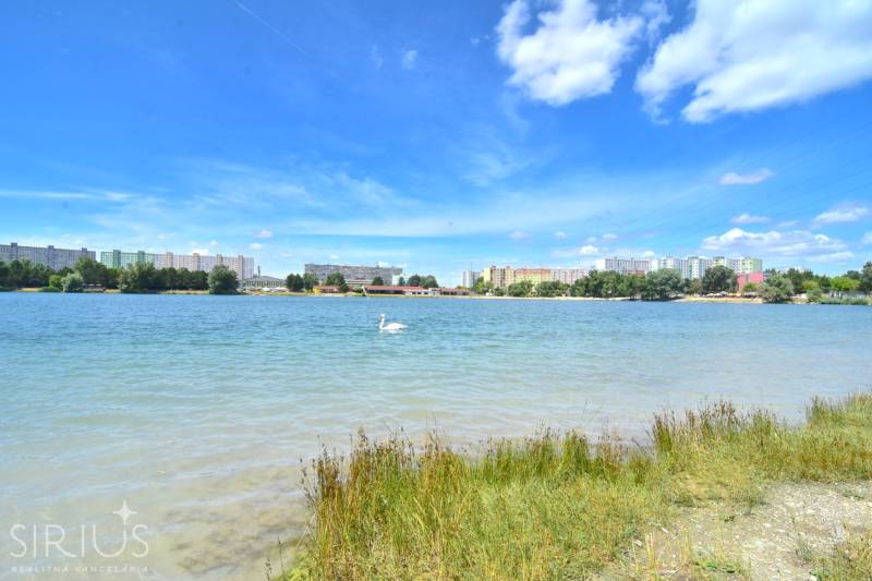 Nagy tó hattyúval, háttérben a pozsonyi Antolská lakótelep.