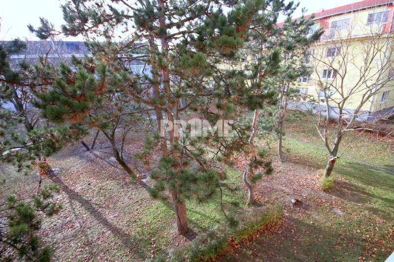 Kert az épület mögött fenyőfákkal Pozsonyban - Récse városrészben, a Kadnárová utcában.