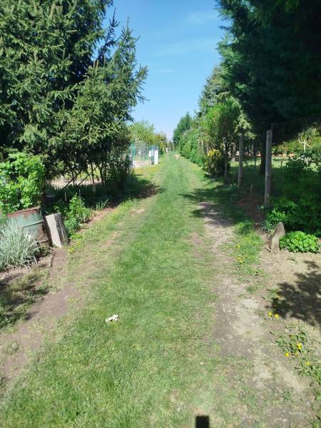 Zöld gyepes kertek Sároson, fákkal és bokrokkal szegélyezve.