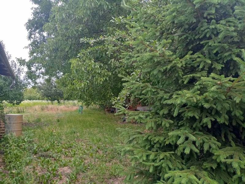 Családi ház kertje Strekóban, tele zölddel, tűlevelű fával és hordókkal.