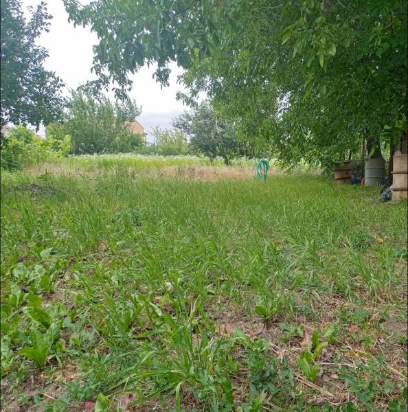 A Strekovi családi ház kertje fűvel és fákkal, ideális a természetben való pihenésre.